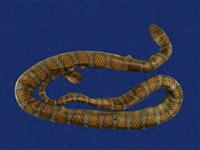 藏品(闊帶青斑海蛇)的圖片